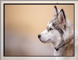 Głowa, Pies, Siberian husky, Profil